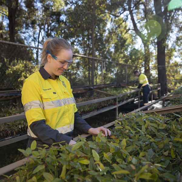 A photo of a worker at Worlsey tending to plants in a nursery